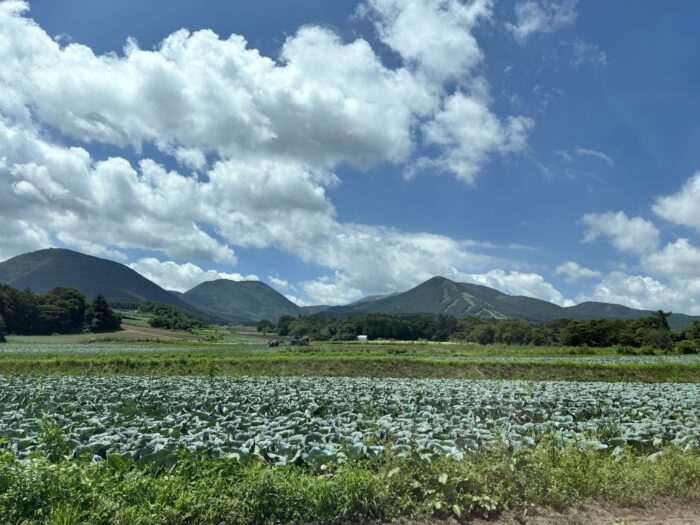 嬬恋村のキャベツ畑