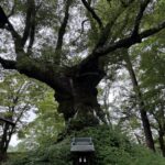 熊野皇大神社から軽井沢T-SITEへ!ツルヤスーパーおすすめお土産(DAY5・最終日)